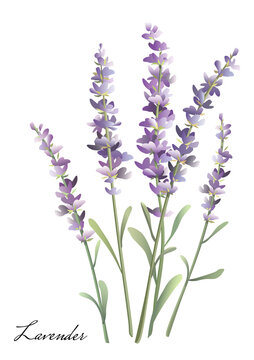 Sprigs of lavender. Watercolor bouquet of lavender.