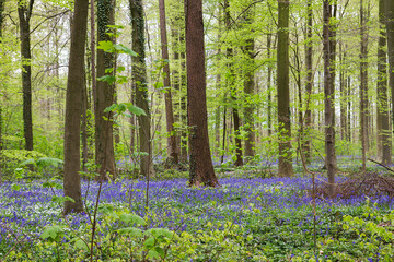 belgian woodland in spring