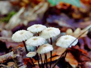 Troop of Marasmius rotula aka Pinwheel mushroom showing the long slender stems