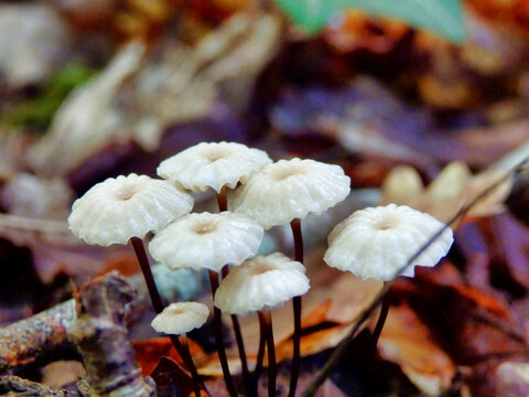 Troop of Marasmius rotula aka Pinwheel mushroom showing the long slender stems
