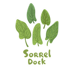 Sorrel leaves. Sorrel herb or dock plant. Fresh sorrel salad vegetable, green leaves icon. Decorative doodle flat style. Medical herbs for design, cosmetics, natural medicine, cooking, menu
