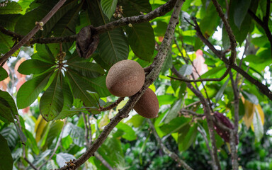 Photograph crop of Red Sapote