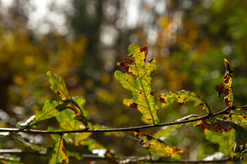 oak leaves in autumn