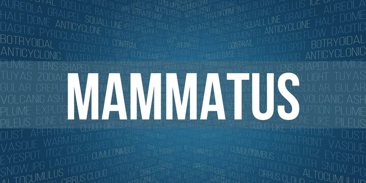 61 BEST Castellanus IMAGES, STOCK PHOTOS & VECTORS Adobe Stock