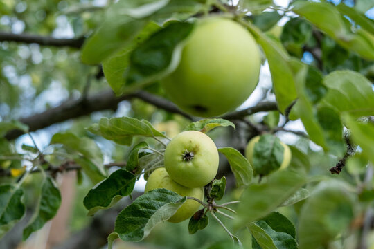 Weisser Klarapfel an einem Apfelbaum