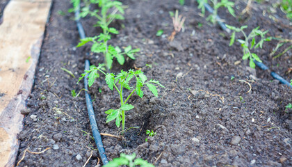 tomato plant with irrigation system at home