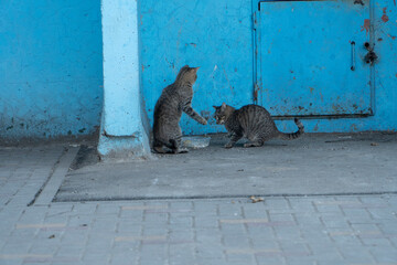 Playful cat interferes with another cat eating, two tabby cats photo. Eat for street cats is more...
