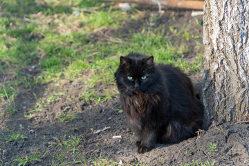 Naklejka na ściany i meble Longhair black cat with green eyes sit on the grass near tree trunk. This cat is very careful and smart, she watching on the photographer. Horizontal image. Wallpaper with close up cat.