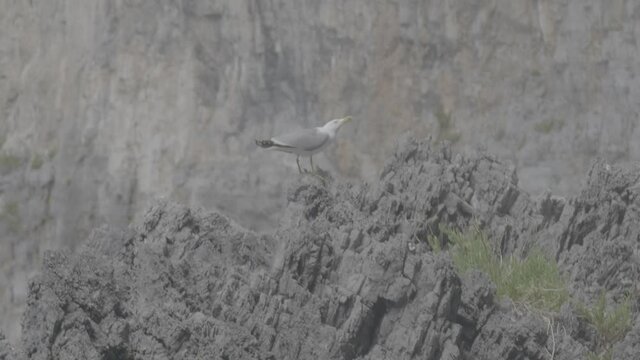 Gabbiano su scoglio 