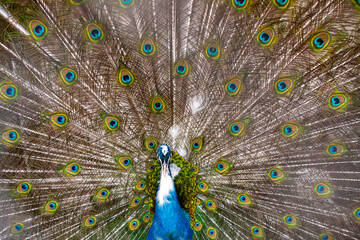 Obraz premium Peacock With Feathers Out