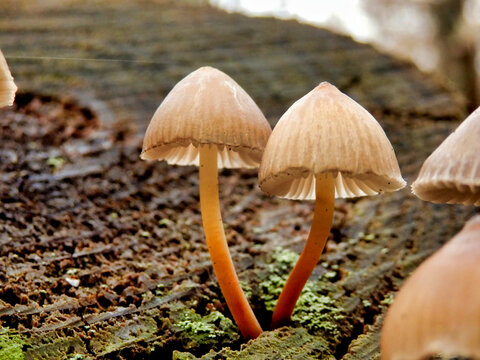 A troop of Mycena inclinata mushrooms, also known as Clustered Bonnet growing out of a tree stump
