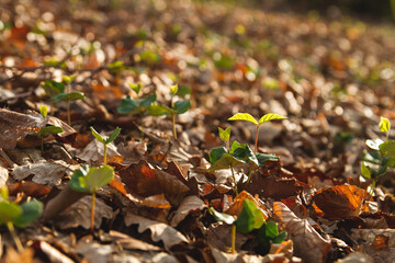 beech trees sprouts