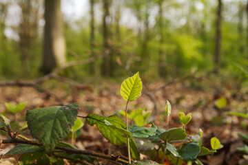 spring in the forest