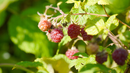 Small red raspberry fruit in a garden on a sunny summer day in Fulda, Germany.
