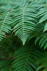 Fototapeta na wymiar detail of ferns