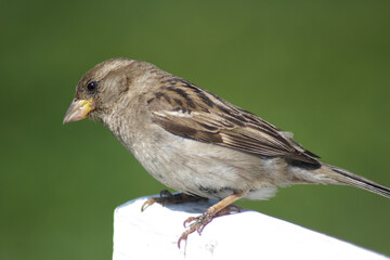 sparrow