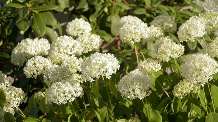 Garden impressions on a sunny summer day in Fulda, Germany.