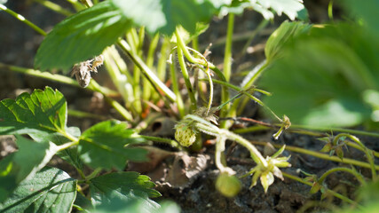 Small red Strawberry in a garden on a sunny summer day in Fulda, Germany.