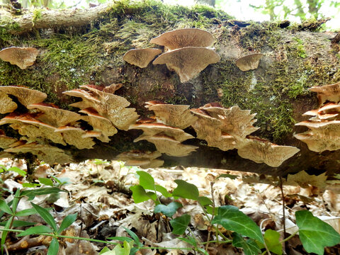 Birch Mazegill Fungus aka Lenzites betulinus, growing on a dead birch tree