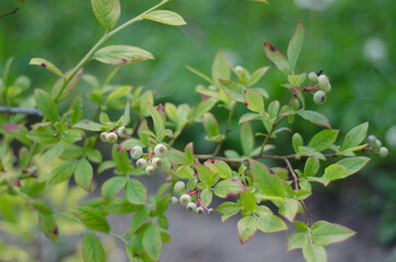 Obraz premium white berries on a tree