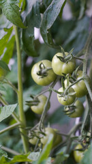 Green growing tomatoes in a garden on a sunny summer day in Fulda, Germany.