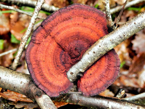 Birch Mazegill Fungus aka Lenzites betulinus, growing on a dead birch tree