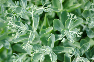 close up of a plant