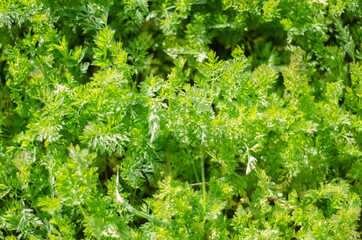 the leaves of carrots