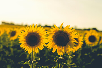 two sunflowers in a filed