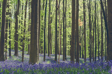 The blue forest 