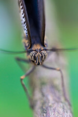 Schmetterling