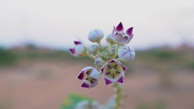 Desert Flower (Sodom's Apple) on a Green Leafy Background in the United Arab Emirates.	