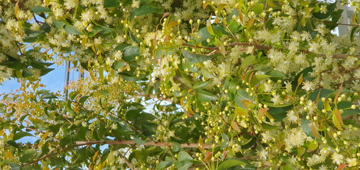 Fototapeta na wymiar Bloom Brazilian cherry tree 