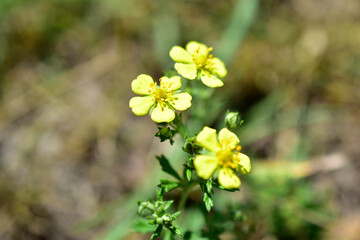 Small yellow flowers on a stalk in a field