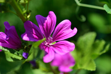 Obraz premium Red small flowers on the stem in summer