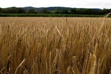 Weizenfeld in Deutschland an einem Sommertag.