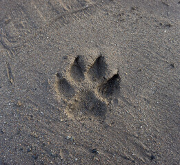 Dog's single print on a sand beach in El Medano, Tenerife, Canary Islands, Spain. Footprint on sand. 