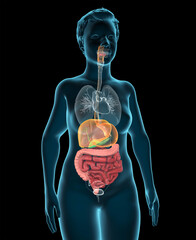 Human digestive system with focus on the esophagus, pancreas, liver, gallbladder, stomach, large intestine, small intestine, rectum and the anus. 3d illustration