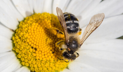 Insekten