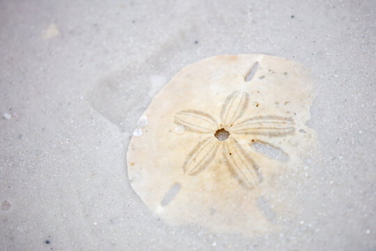 Sanddollar on the Beach