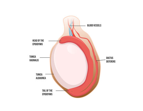 Normal testicular anatomy. Human testis vector illustration