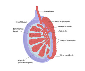 Testicular anatomy. Structur of testis - obrazy, fototapety, plakaty