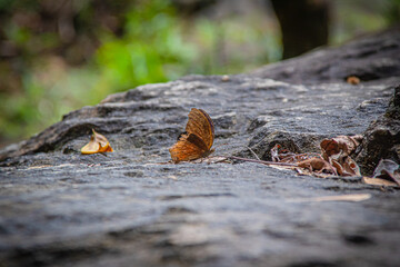 Beautiful butterfly on stone of waterfall in nature, colorful butterfly insect in nature.