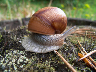 Schnecke auf Waldboden