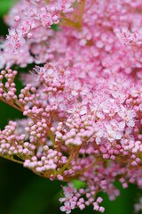 Pink flower cluster of Queen of the Prairie plant (Filipendula Rubra)