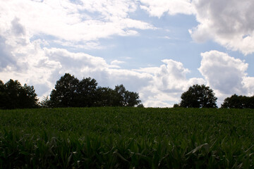 Ein Maisfeld im Frühling fotografiert in Bayern Deutschland
