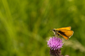 Falter / Schmetterling auf einer Distel , Distelblüte