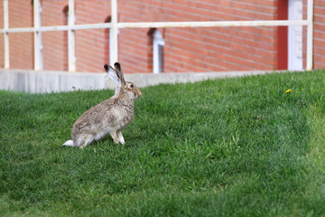 Close up wild hare running in green grass on the city street near to the people home. COVID-19 pandemic improving environmental situation.
