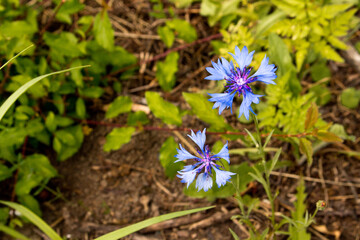 Makroaufnahme , Makrofotografie einer blauen Blume 