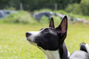 Black and white basseng puppy against the background of green grass.